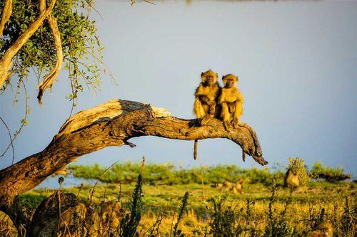4-day Chobe National Park safari